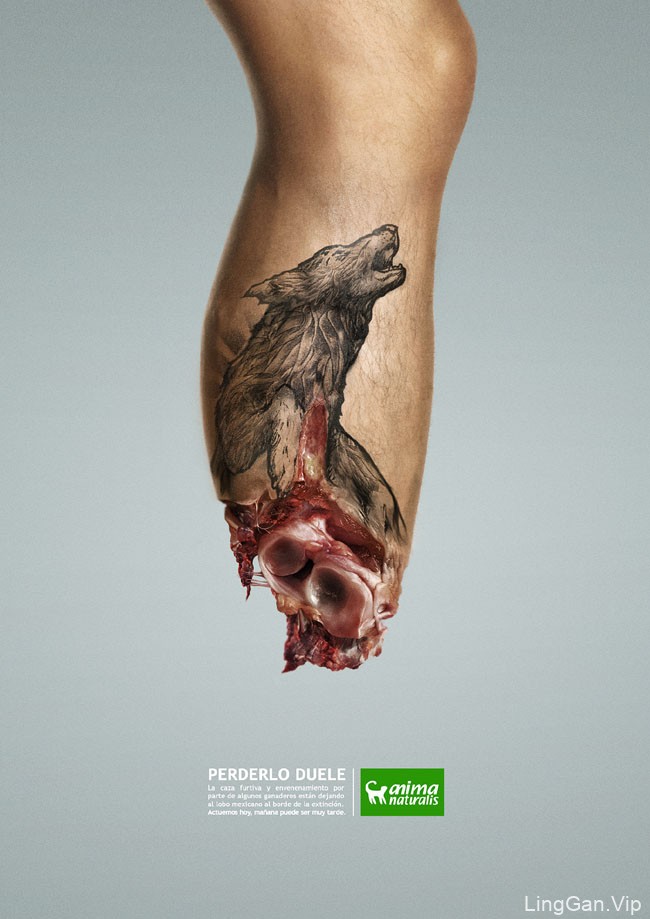 Animanaturalis非盈利组织保护野生动物宣传海报