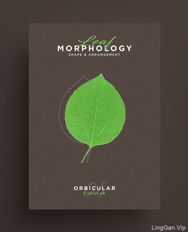 国外Leaf Morphology系列树叶海报设计