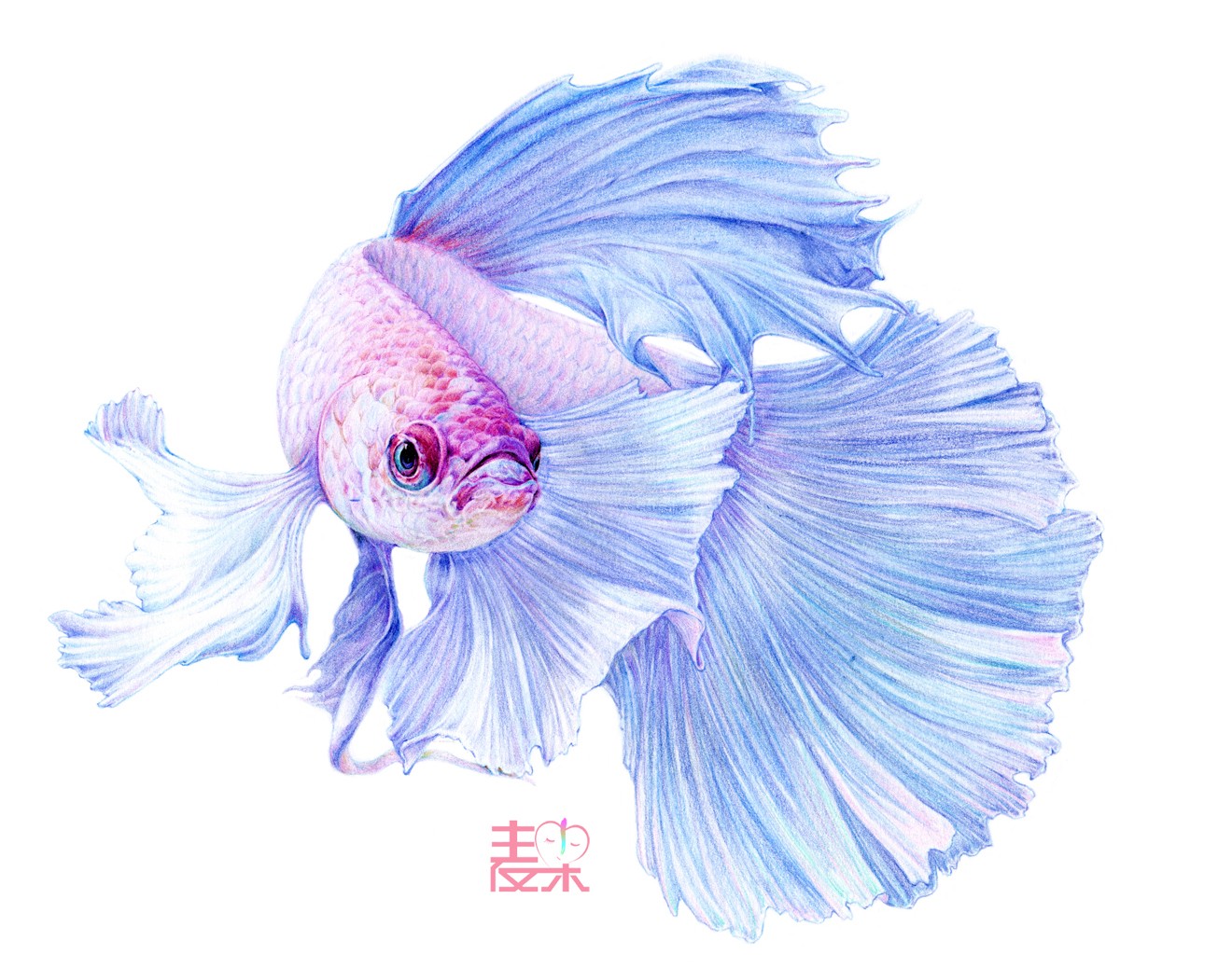 《你也可以画得很美》—动物 孔雀鱼